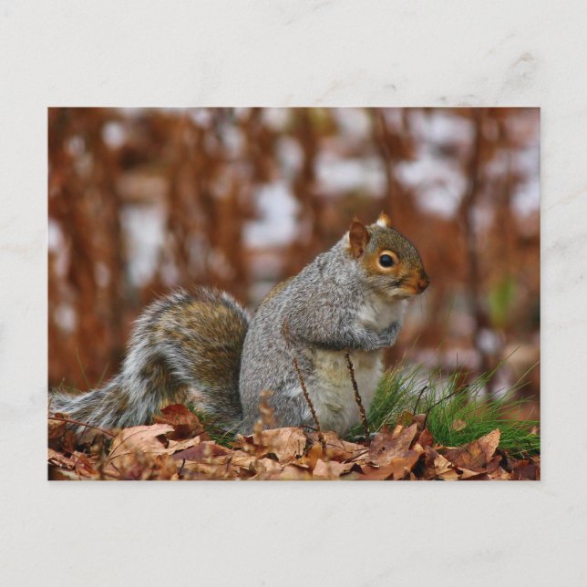 Plump Eastern Grey Squirrel Postcard (Front)