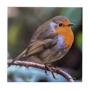 Plump Robin Perched On A Branch Wildlife Art Tile