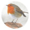 Plump Robin Redbreast