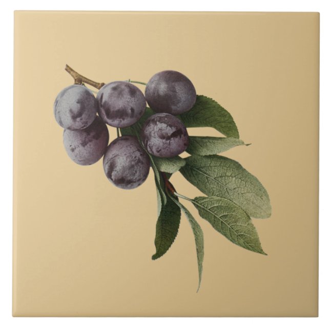 Plums Botanical~Kitchen ~Pick Any Colour Backgroun Tile (Front)