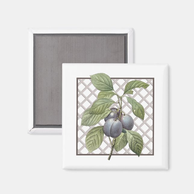 PLUMS MAGNET (Front/Back)
