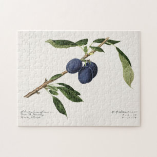 Plums (Prunus Domestica) Fruit Watercolor Painting Jigsaw Puzzle