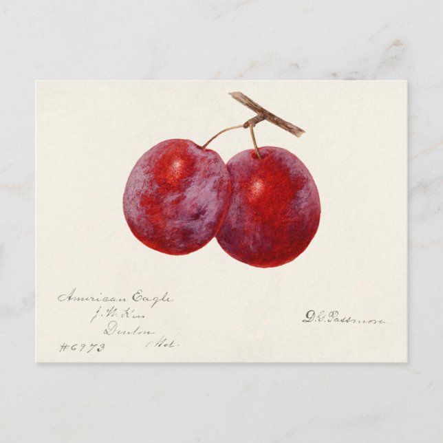 Plums (Prunus Domestica) Fruit Watercolor Painting Postcard (Front)