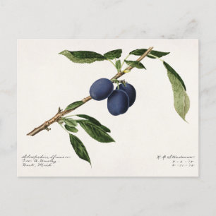 Plums (Prunus Domestica) Fruit Watercolor Painting Postcard