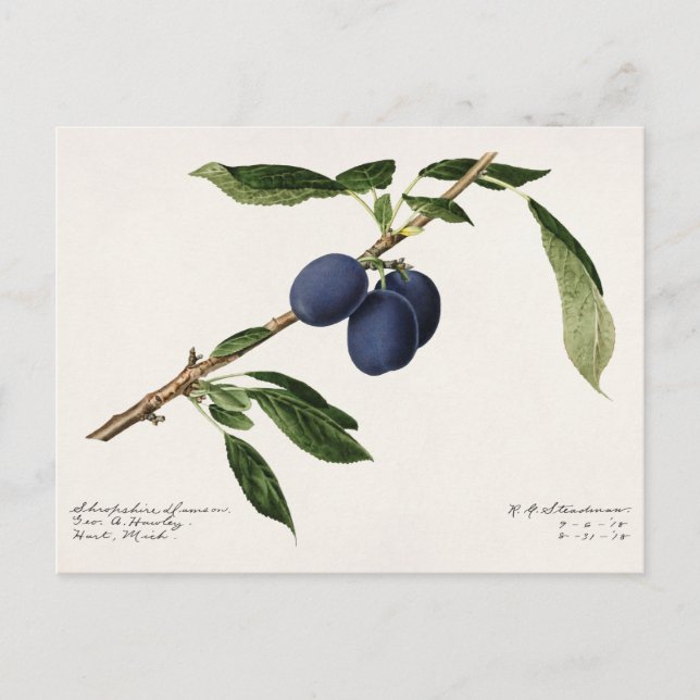 Plums (Prunus Domestica) Fruit Watercolor Painting Postcard (Front)
