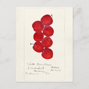 Plums (Prunus Domestica) Fruit Watercolor Painting Postcard