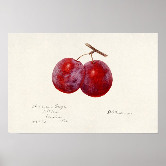 Plums (Prunus Domestica) Fruit Watercolor Painting Poster (Front)