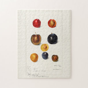 Plums Seed (Prunnus Domeatica) Watercolor Painting Jigsaw Puzzle