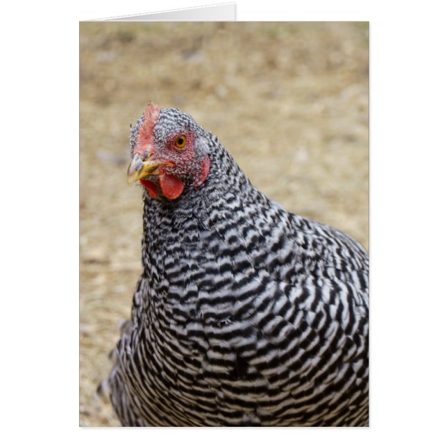 Plymouth Barred Rock Hen Photograph (Front)