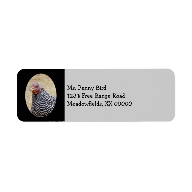 Plymouth Barred Rock Hen Photograph (Front)