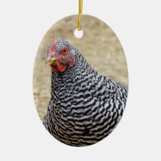 Plymouth Barred Rock Hen Photograph Ceramic Tree Decoration (Front)