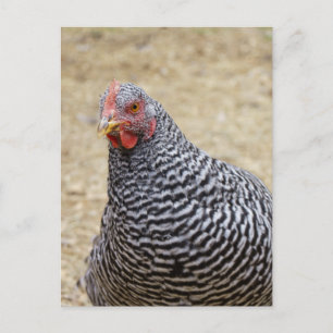 Plymouth Barred Rock Hen Photograph Postcard