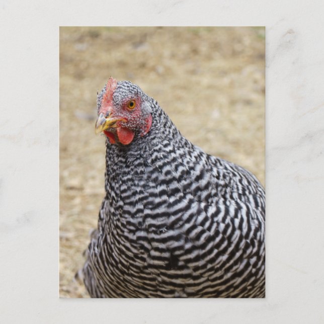 Plymouth Barred Rock Hen Photograph Postcard (Front)