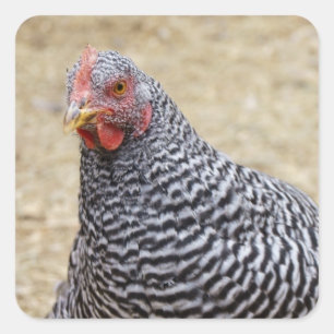 Plymouth Barred Rock Hen Photograph Square Sticker
