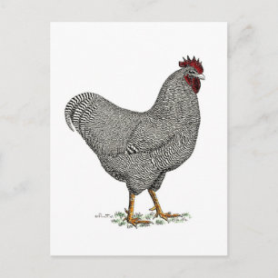 Plymouth Rock Chicken Drawing Postcard