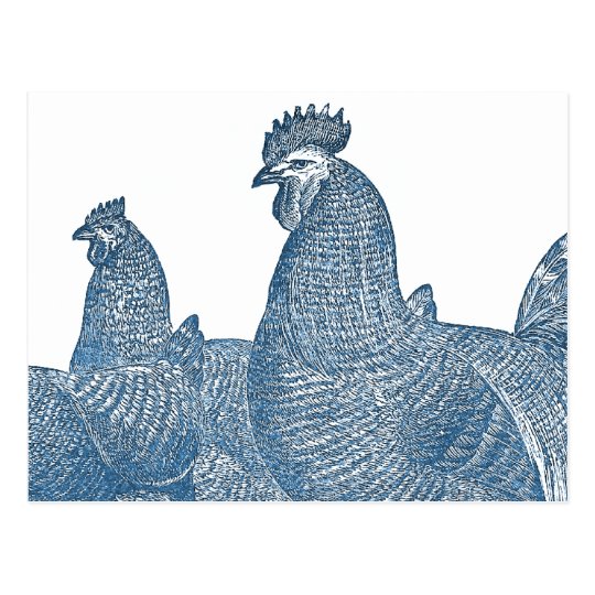 Plymouth Rock Chickens Antique Blue Rooster Hens Postcard