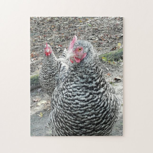 Plymouth Rock chickens in the farmyard. Jigsaw Puzzle (Vertical)
