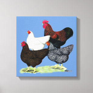 Plymouth Rock Quartet Canvas Print