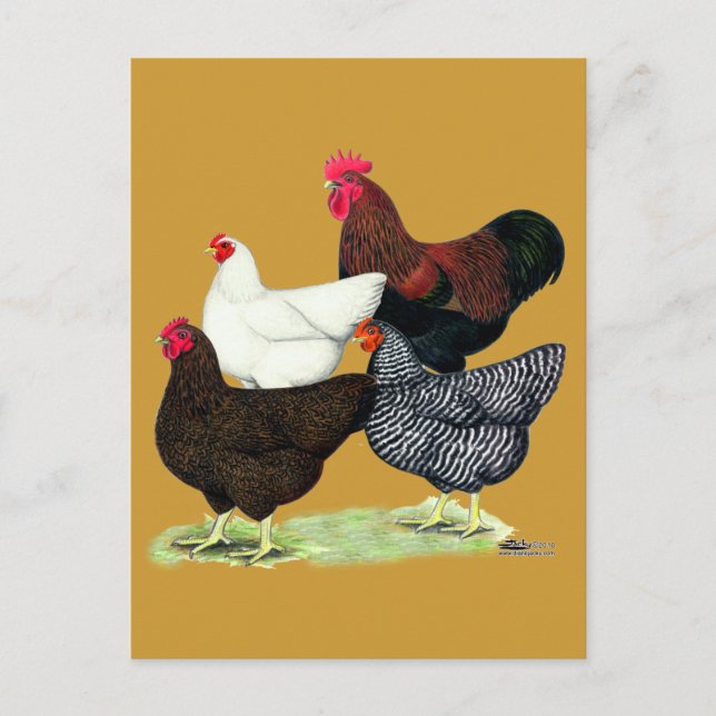 Plymouth Rock Quartet Postcard (Front)