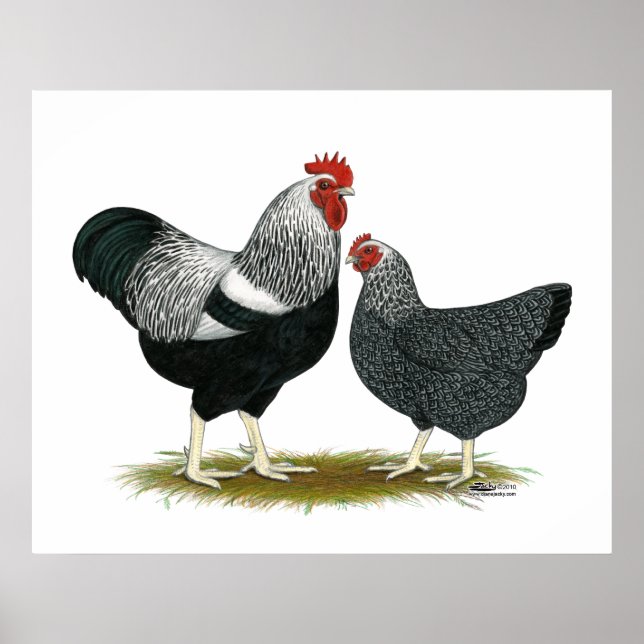 Plymouth Rock:  Silver Penciled Pair Poster (Front)