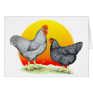 Plymouth Rocks: Sunrise