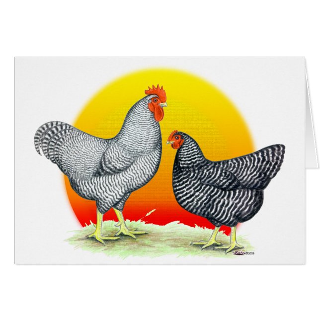 Plymouth Rocks:  Sunrise (Front Horizontal)