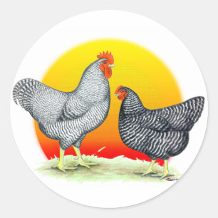 Plymouth Rocks: Sunrise Classic Round Sticker