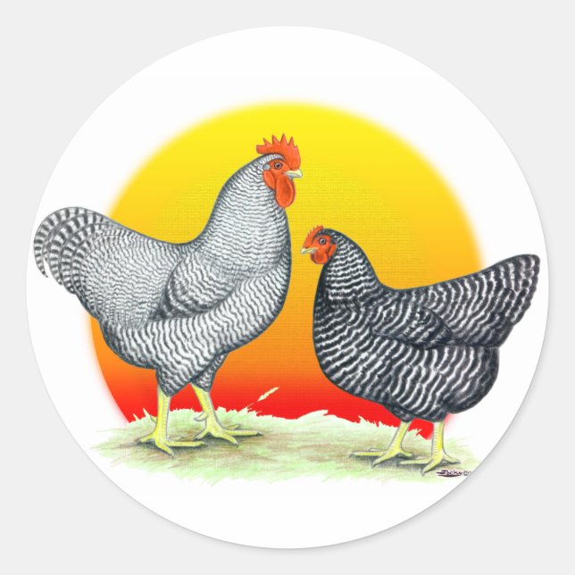 Plymouth Rocks:  Sunrise Classic Round Sticker (Front)