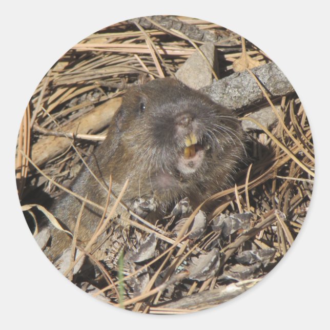 Pocket Gopher Classic Round Sticker (Front)