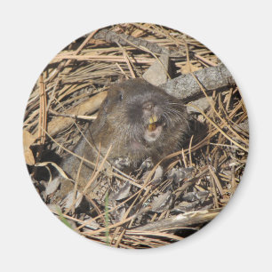 Pocket Gopher Magnet