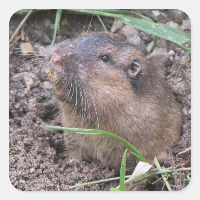 Pocket Gopher Square Sticker (Front)