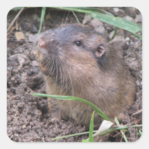 Pocket Gopher Square Sticker
