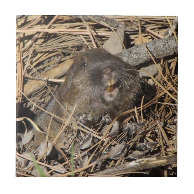 Pocket Gopher Tile (Front)