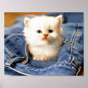 Pocket Kitten Poster