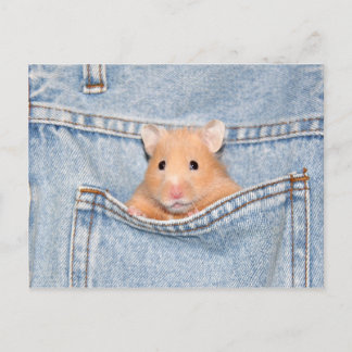 pocket pet postcard