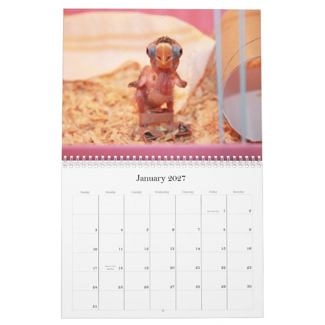 Pocky the cutest lovebird calendar (Jan 2027)