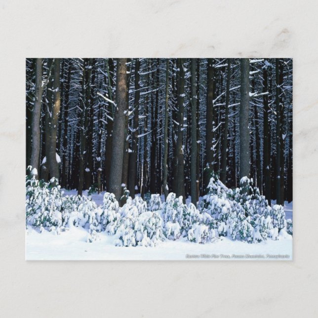 Pocono Mountains. Pennsylvania Postcard (Front)