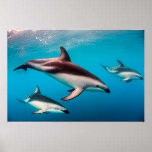 Pod of Dusky Dolphins off of Kaikoura Poster