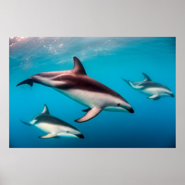 Pod of Dusky Dolphins off of Kaikoura Poster (Front)