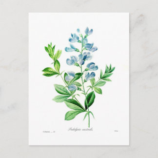 Podalyria australis postcard