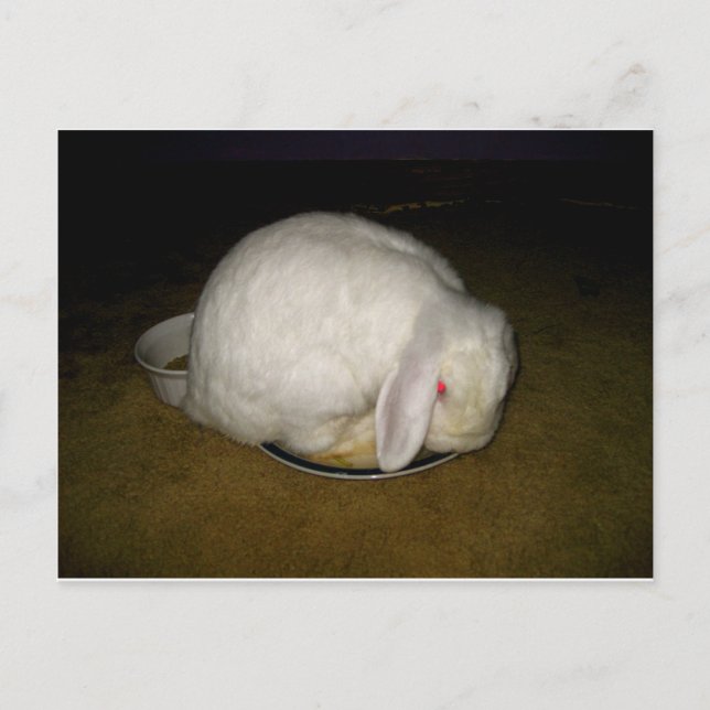 poe on plate postcard (Front)