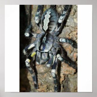 Poecilotheria regalis in full view poster