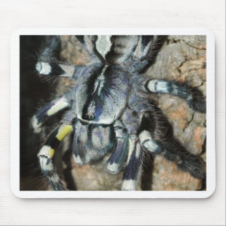 Poecilotheria regalis mouse mat