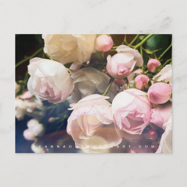 Poetry of Roses Collection Postcard (Front)