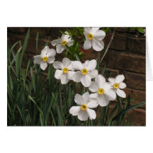 Poet's Narcissus (N. 'Actea')
