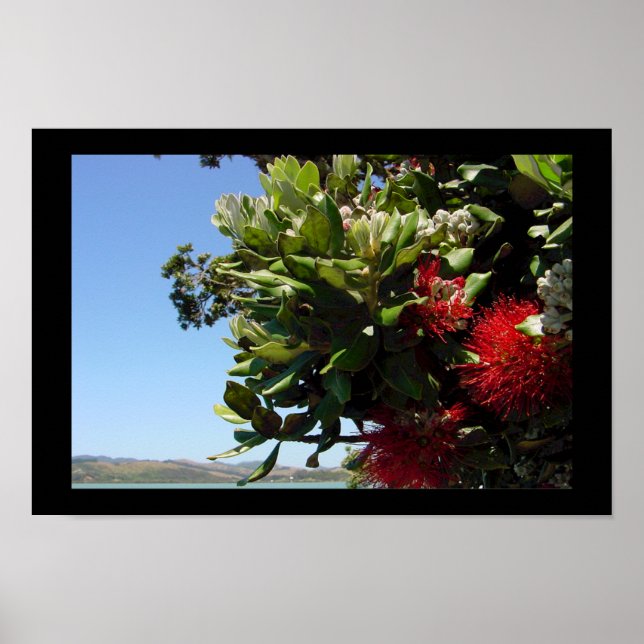 Pohutakawa Tree Blossom Poster (Front)