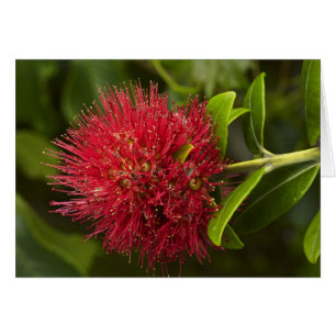 Pohutukawa Flower, Dunedin
