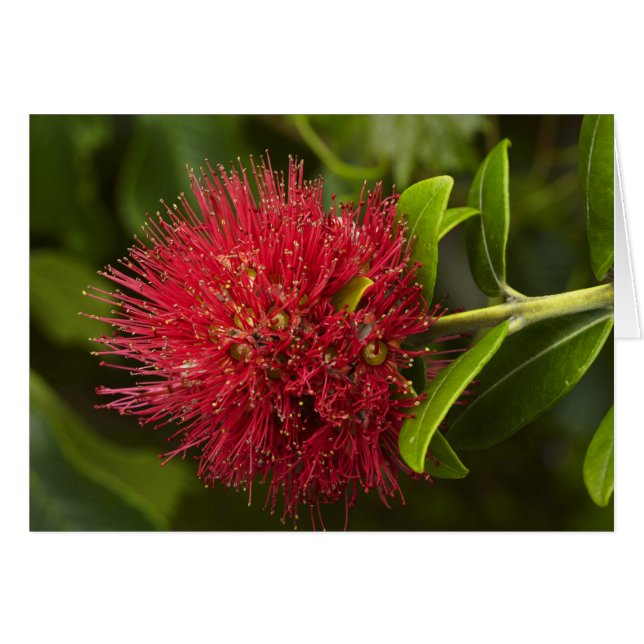 Pohutukawa Flower, Dunedin (Front Horizontal)