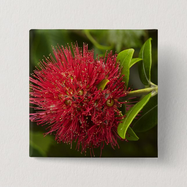 Pohutukawa Flower, Dunedin 15 Cm Square Badge (Front)