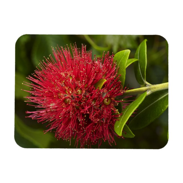Pohutukawa Flower, Dunedin Magnet (Horizontal)